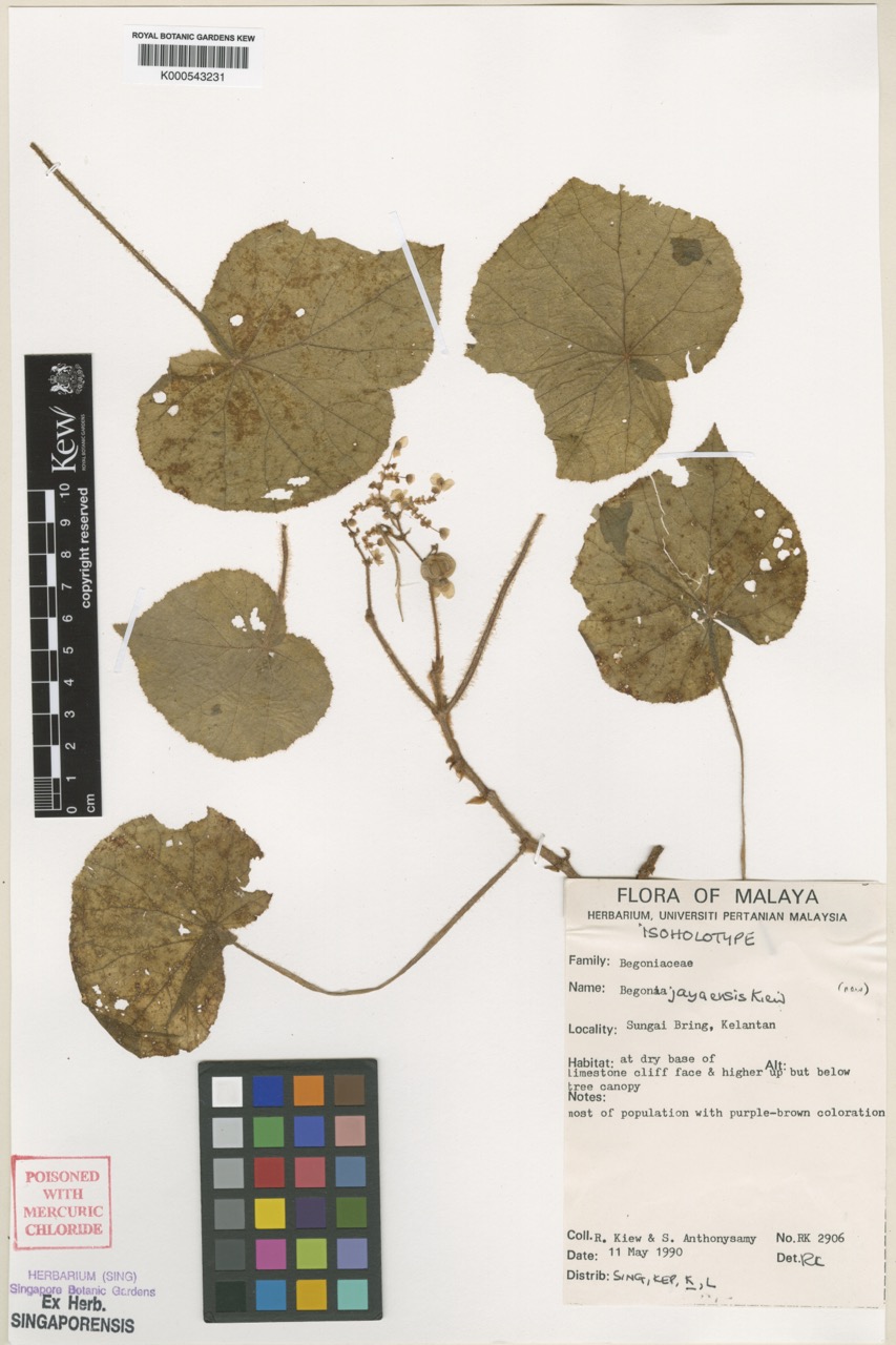 B. jayaensis